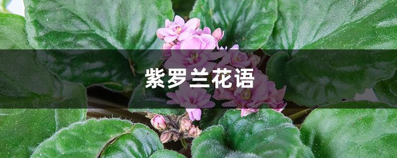 Violet Flower Language