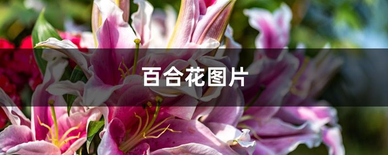 Lily pictures (an introduction to morphological characteristics and maintenance methods)