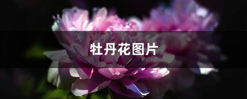 Peony flower pictures (an introduction to morphological characteristics and maintenance methods)