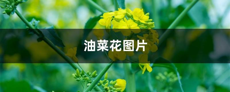 Pictures of rape flowers (introduction to morphological characteristics and maintenance methods)
