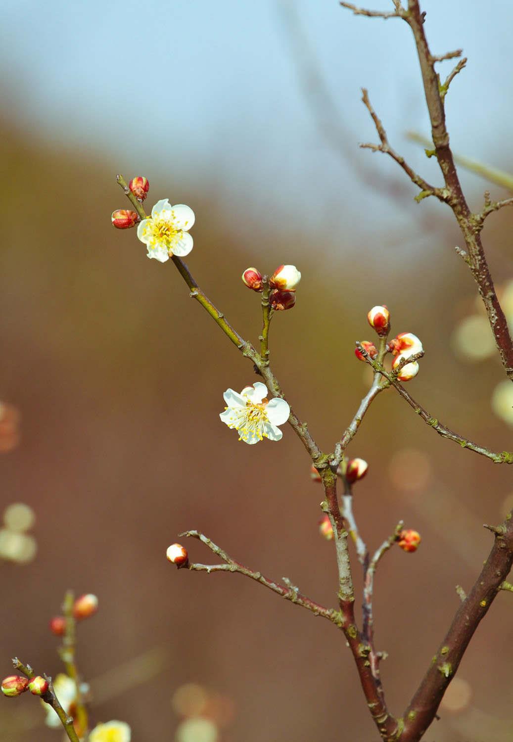 Plum Blossoms