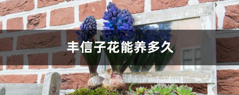 How long do hyacinth flowers last?
