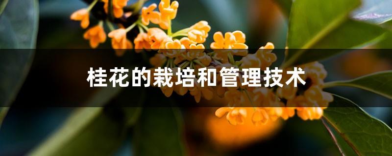 Cultivation and Management Technology of Osmanthus