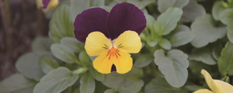 How many years can the pansy grow?