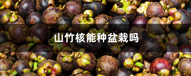 Can mangosteen core be used to grow potted plants?