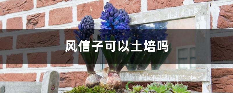 Can hyacinth be grown in soil?