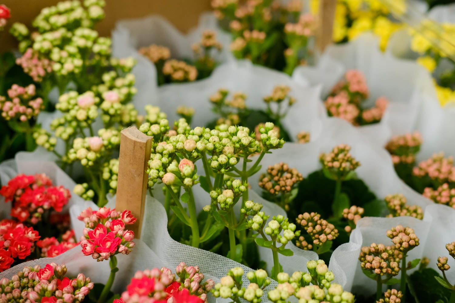 Longevity Flower