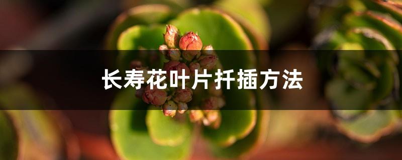 What is the cutting method of longevity flower leaves