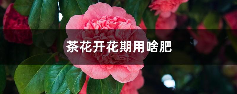 What fertilizer should be used during the flowering period of camellias