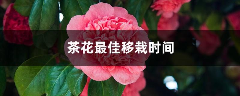 When is the best time to transplant camellias