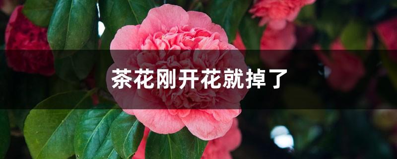 Why did the camellia fall as soon as it bloomed?