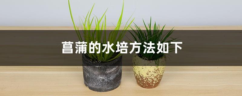 What is the hydroponic method of calamus