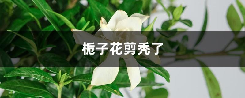 Can a gardenia survive if it is cut bald?