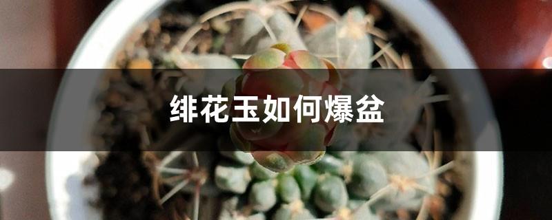 How to explode the Feihua Jade