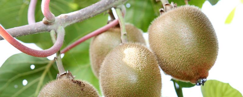 The propagation method of kiwi fruit