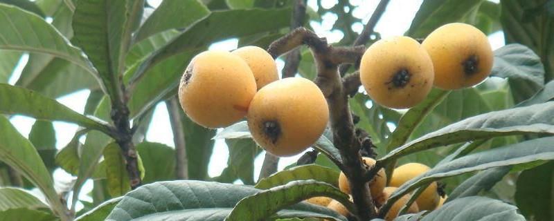 Can loquat trees be planted at home