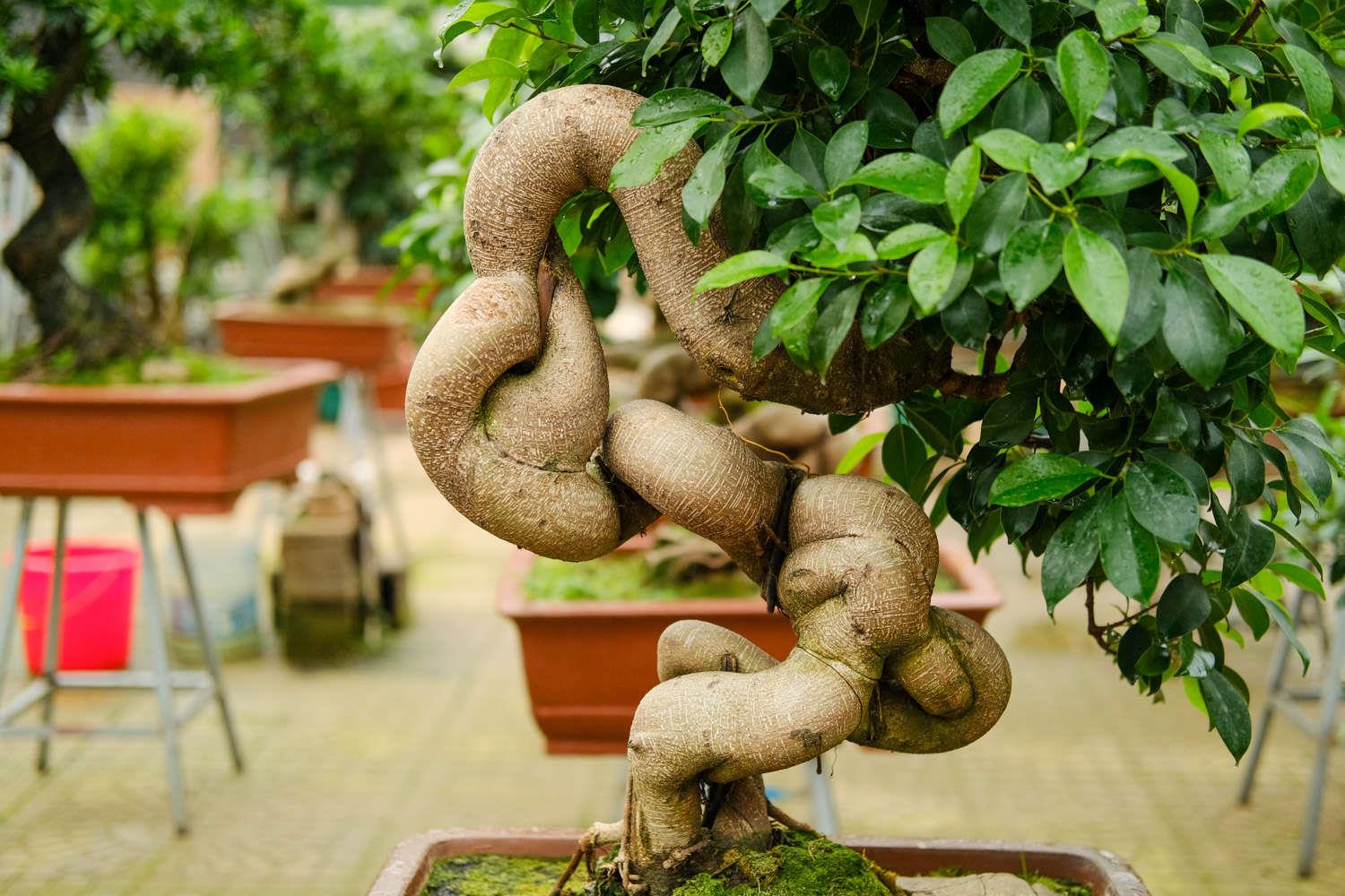 Ginseng Ficus