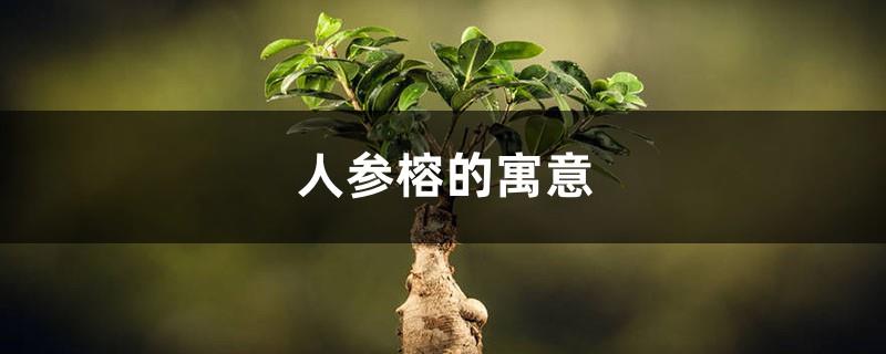 What is the meaning of ginseng fig