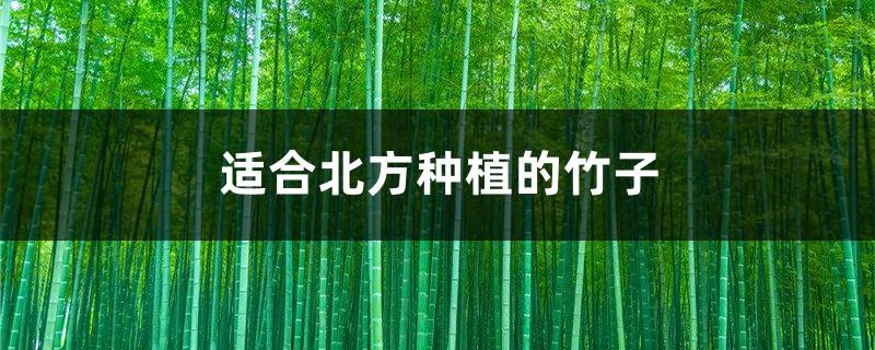 Bamboo suitable for planting in the north