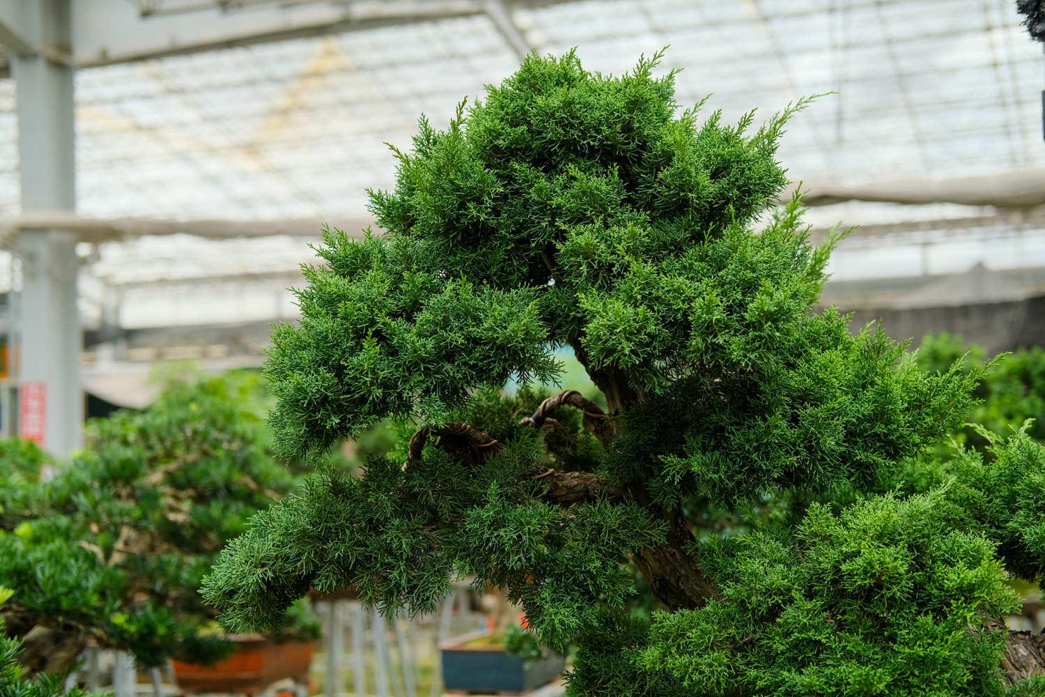 Bonsai