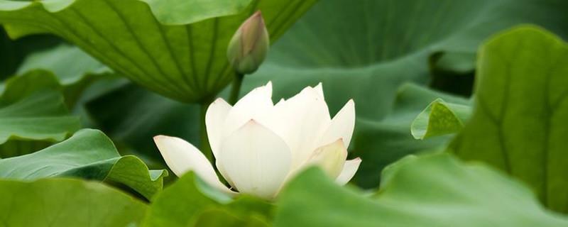 What kind of plant is King Lotus? Is it an aquatic plant?