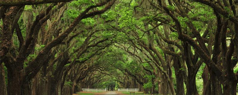 The meaning of the oak tree