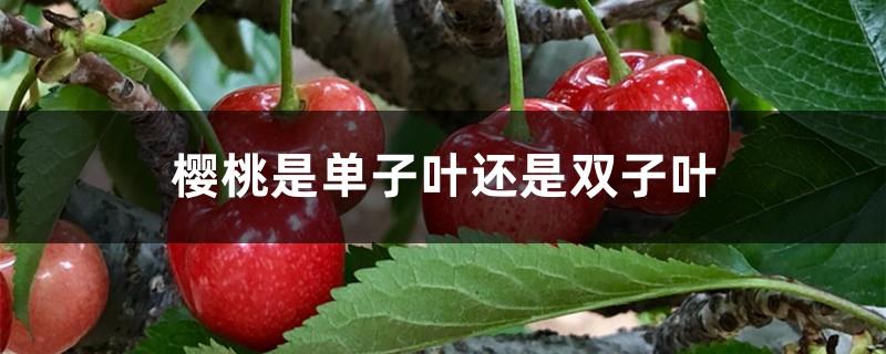 Is the cherry monocotyledonous or dicotyledonous