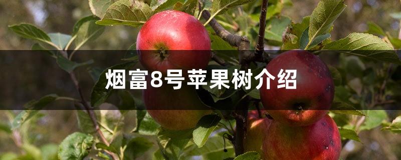 Introduction to Yanfu No. 8 Apple Tree