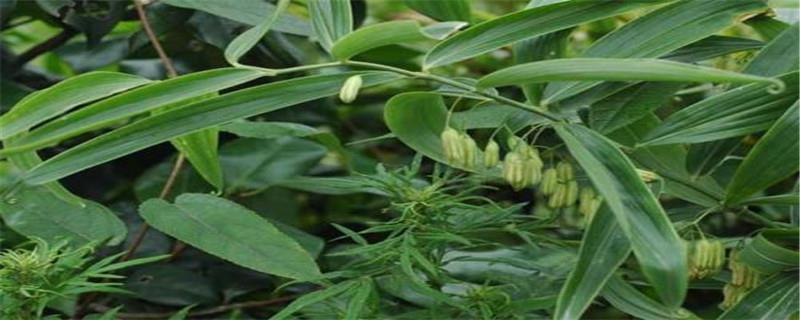 How to grow the traditional Chinese medicine Polygonatum japonica