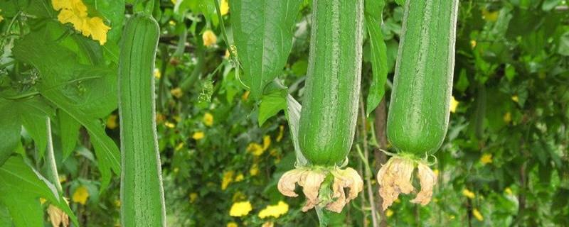 In what season does luffa mature? Can it be grown at home?