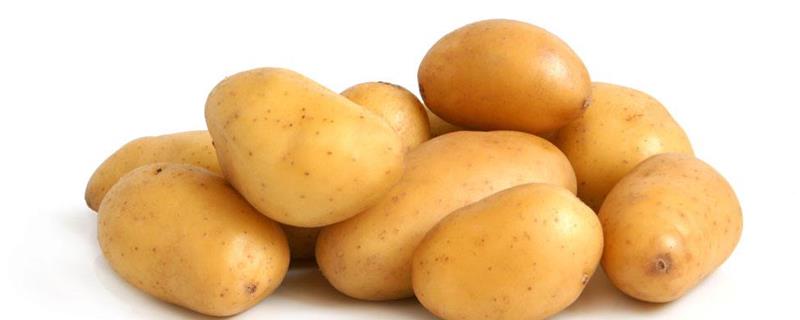 When to plant potatoes, how to germinate potatoes