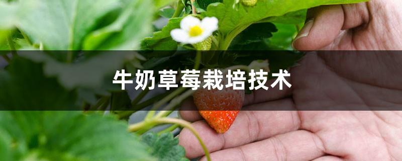 How to grow milk strawberries, do you use milk to water them?