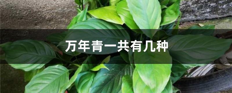 How many kinds of Dieffenbachia are there, is it good to plant Dieffenbachia at home?