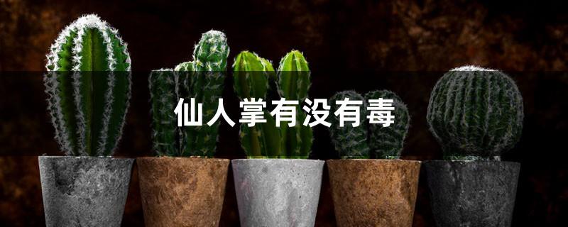 Is the cactus poisonous?