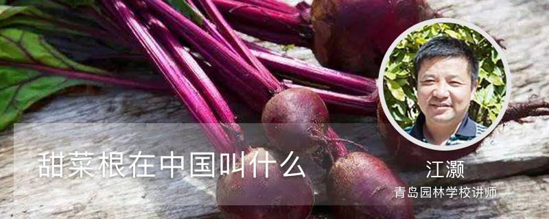 What is beetroot called in China