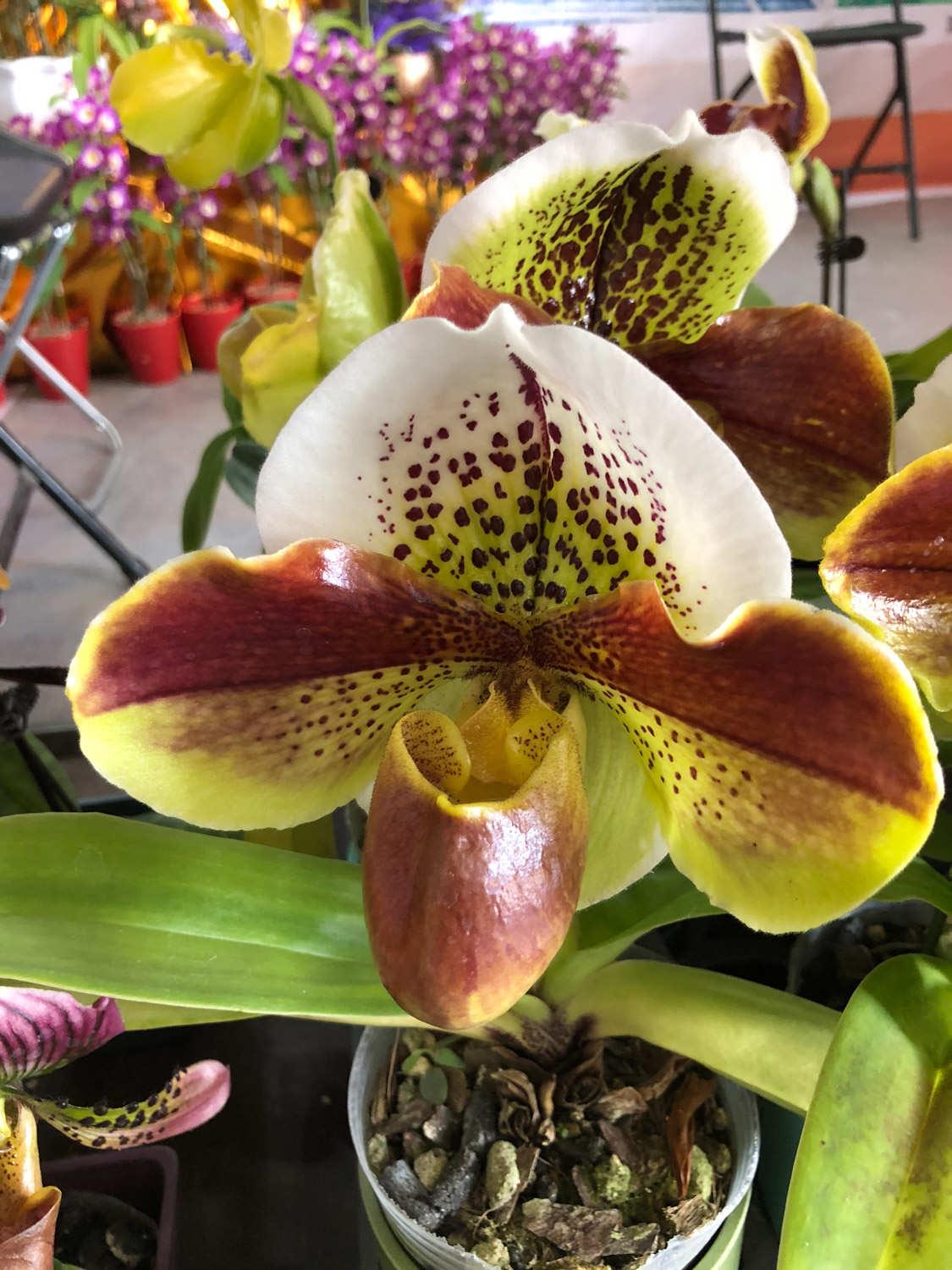 Paphiopedilum