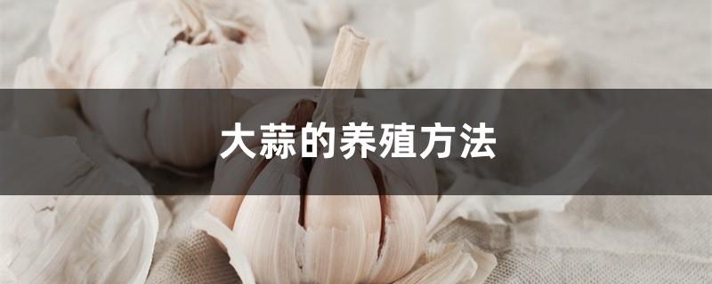 Garlic farming methods and precautions