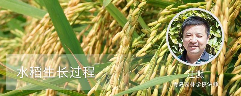 Rice Growth Process