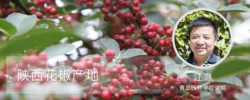 The origin of Shaanxi pepper, how to reproduce