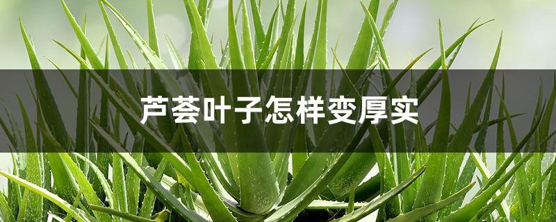 How do aloe leaves become thicker