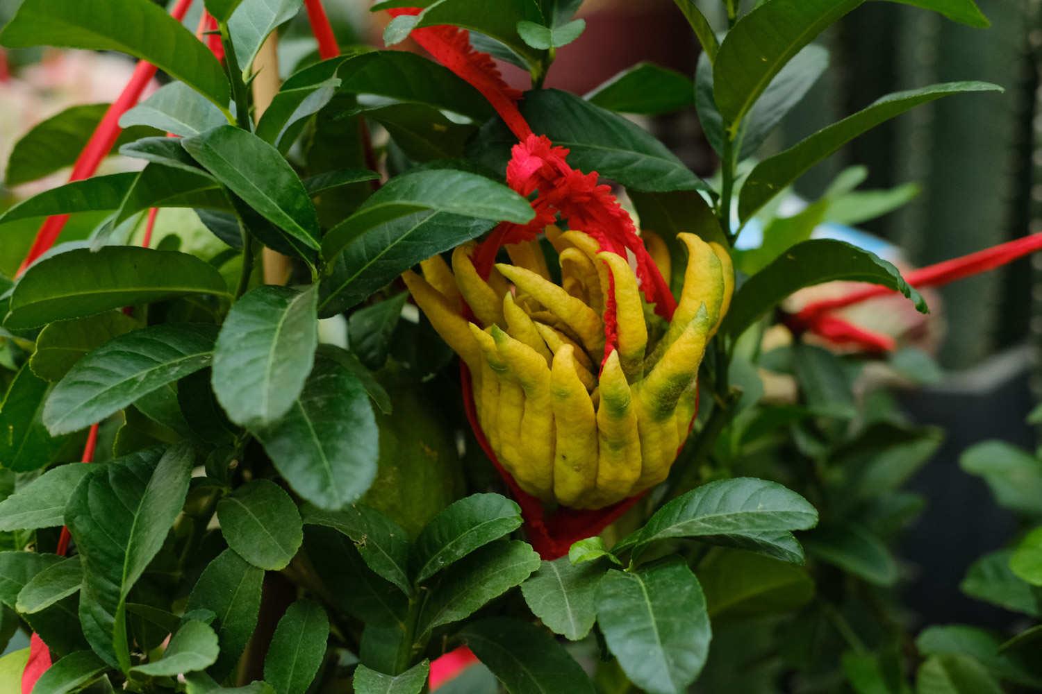 Buddha's Hand