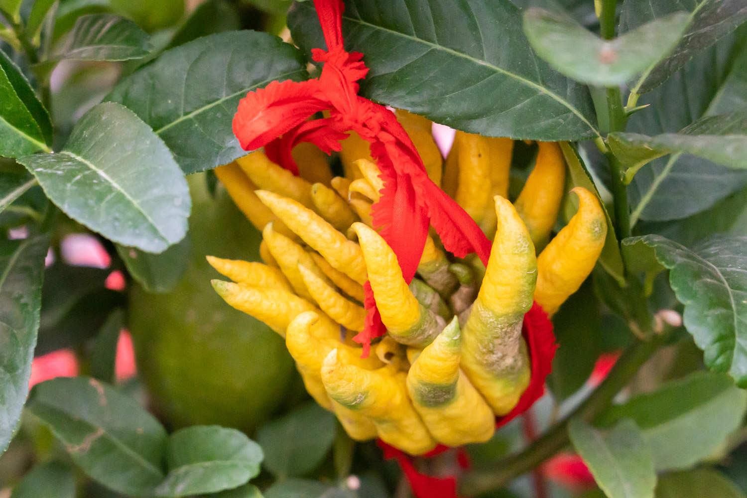 Buddha's Hand