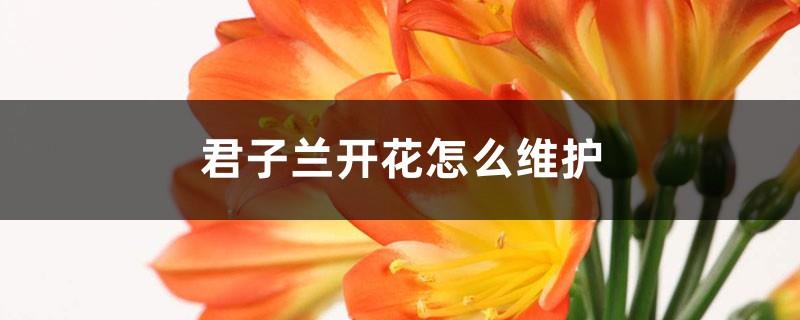 How to maintain the blooming of Clivia
