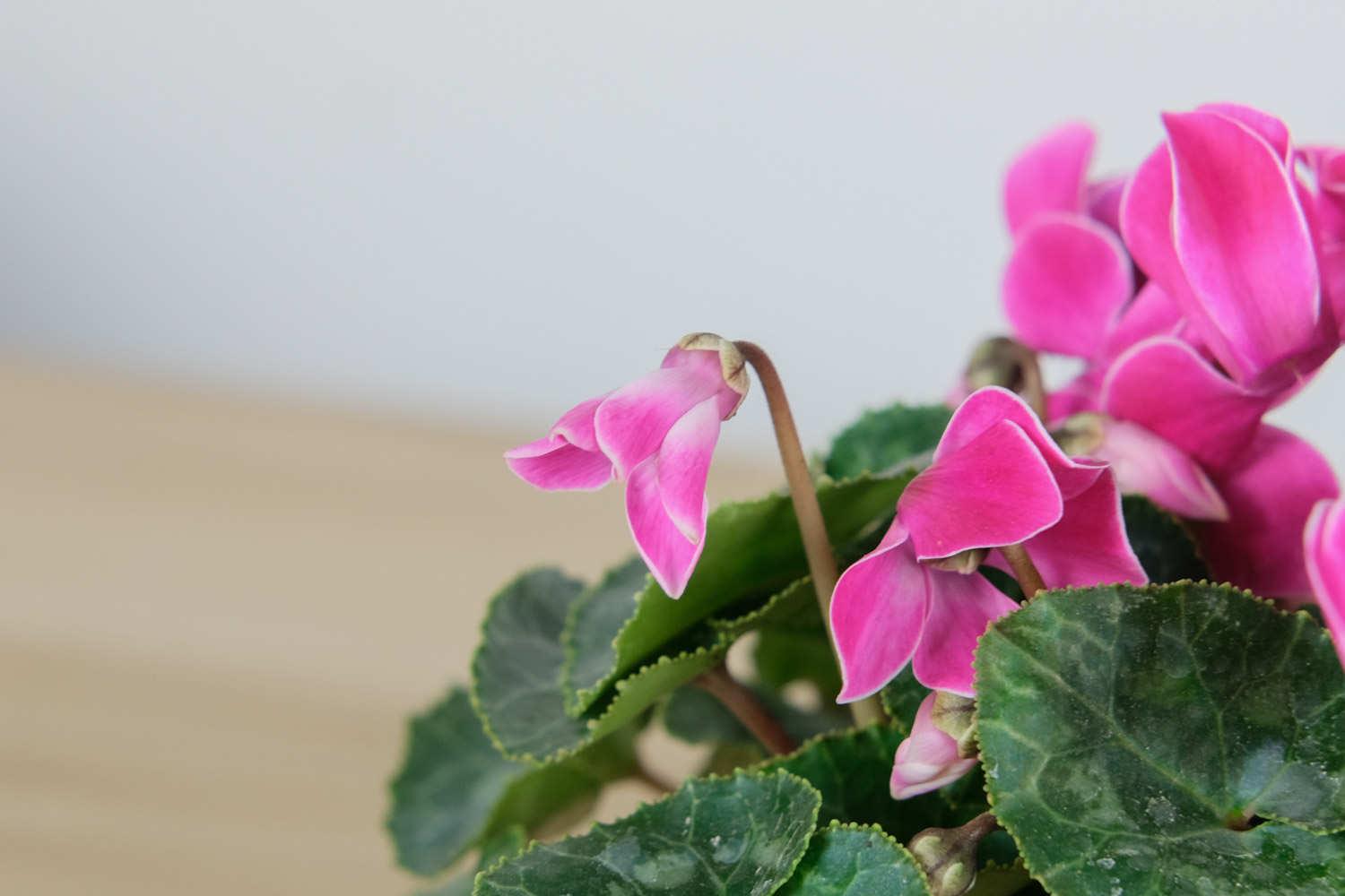 Cyclamen