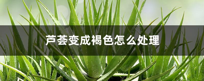 What to do if aloe vera turns brown