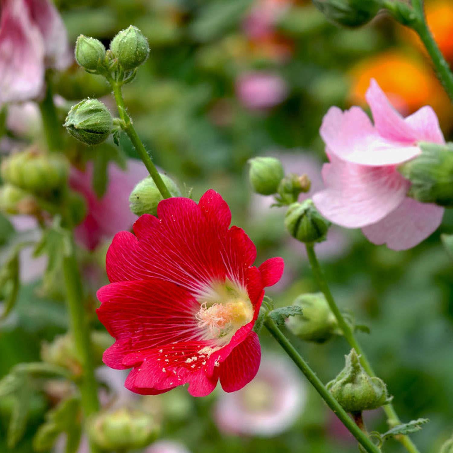 Hollyhock