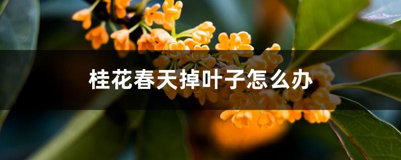What should I do if Osmanthus fragrans drops its leaves in spring