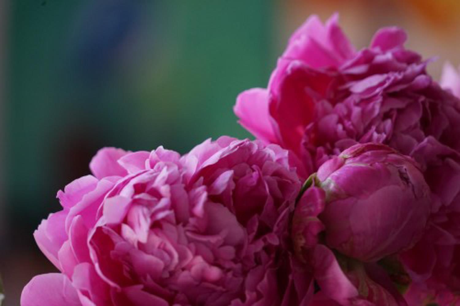 Peony