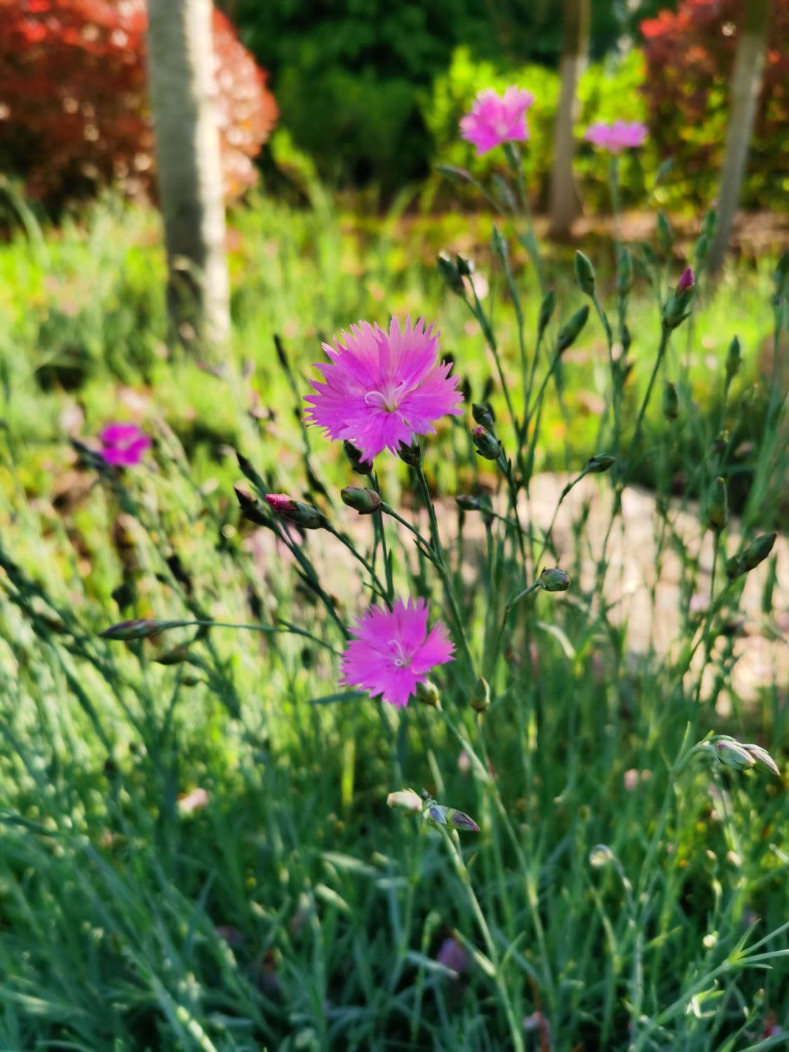 Dianthus