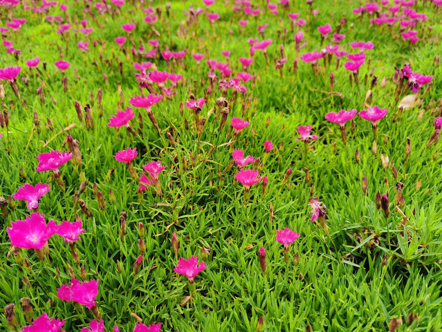 Dianthus